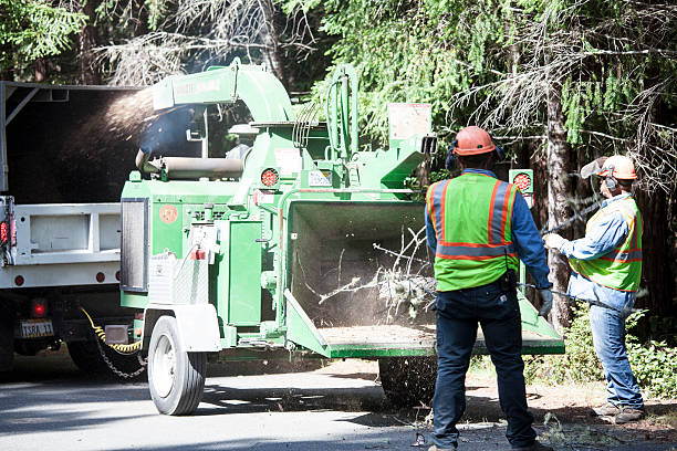 How Our Tree Care Process Works  in  Willow, AK